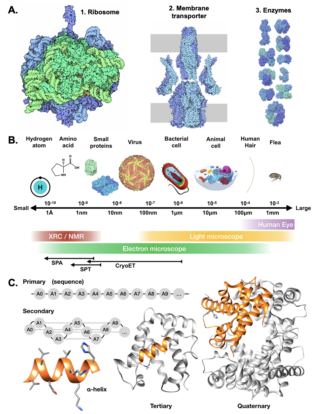 struct_bio.png