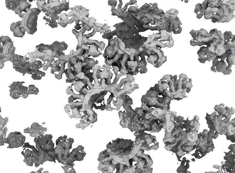Particles in tomo | width="600" Particles in tomo | width="600"